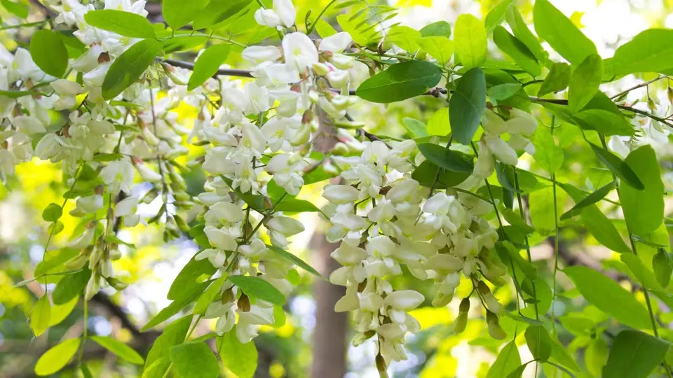 文章封面图：繁枝