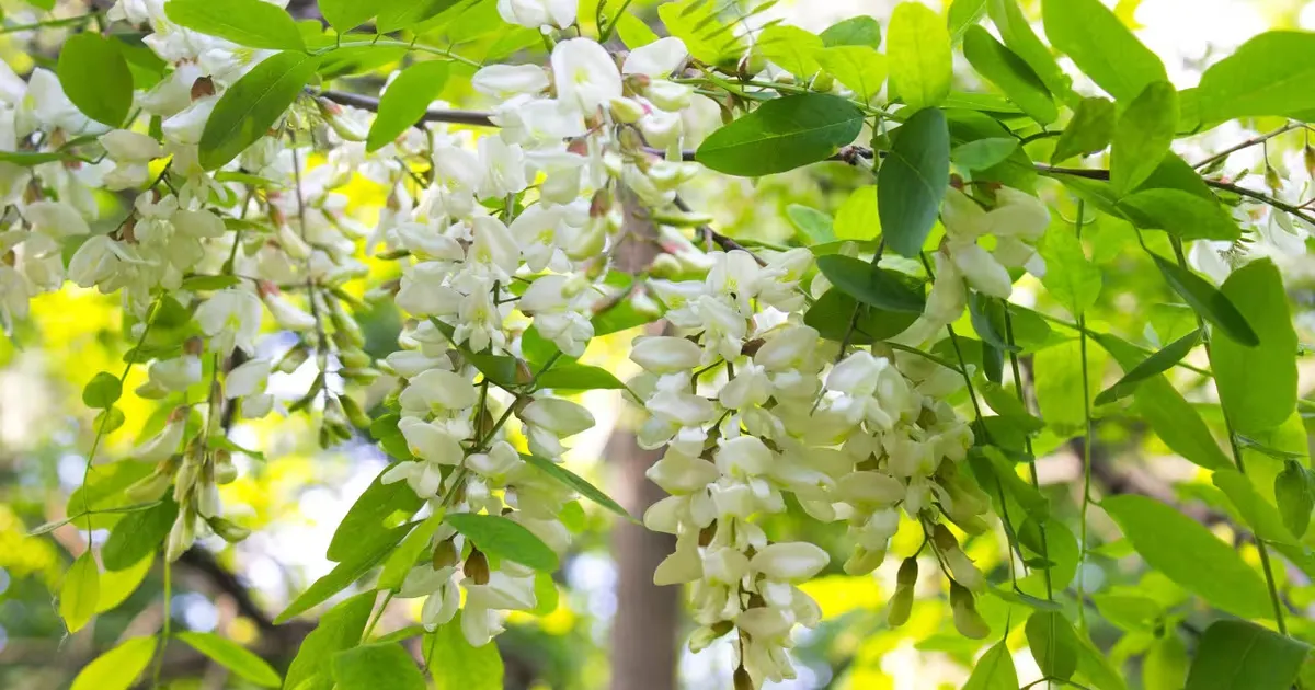 文章封面图：繁枝