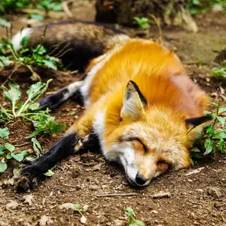 站长玻狸的个人形象图